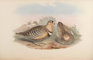 Pterocles fasciatus = Pterocles indicus 作： John Gould